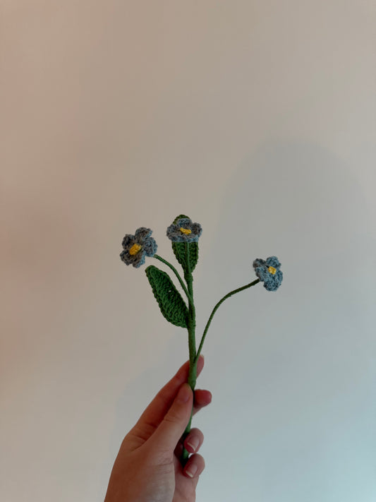 La myosotis