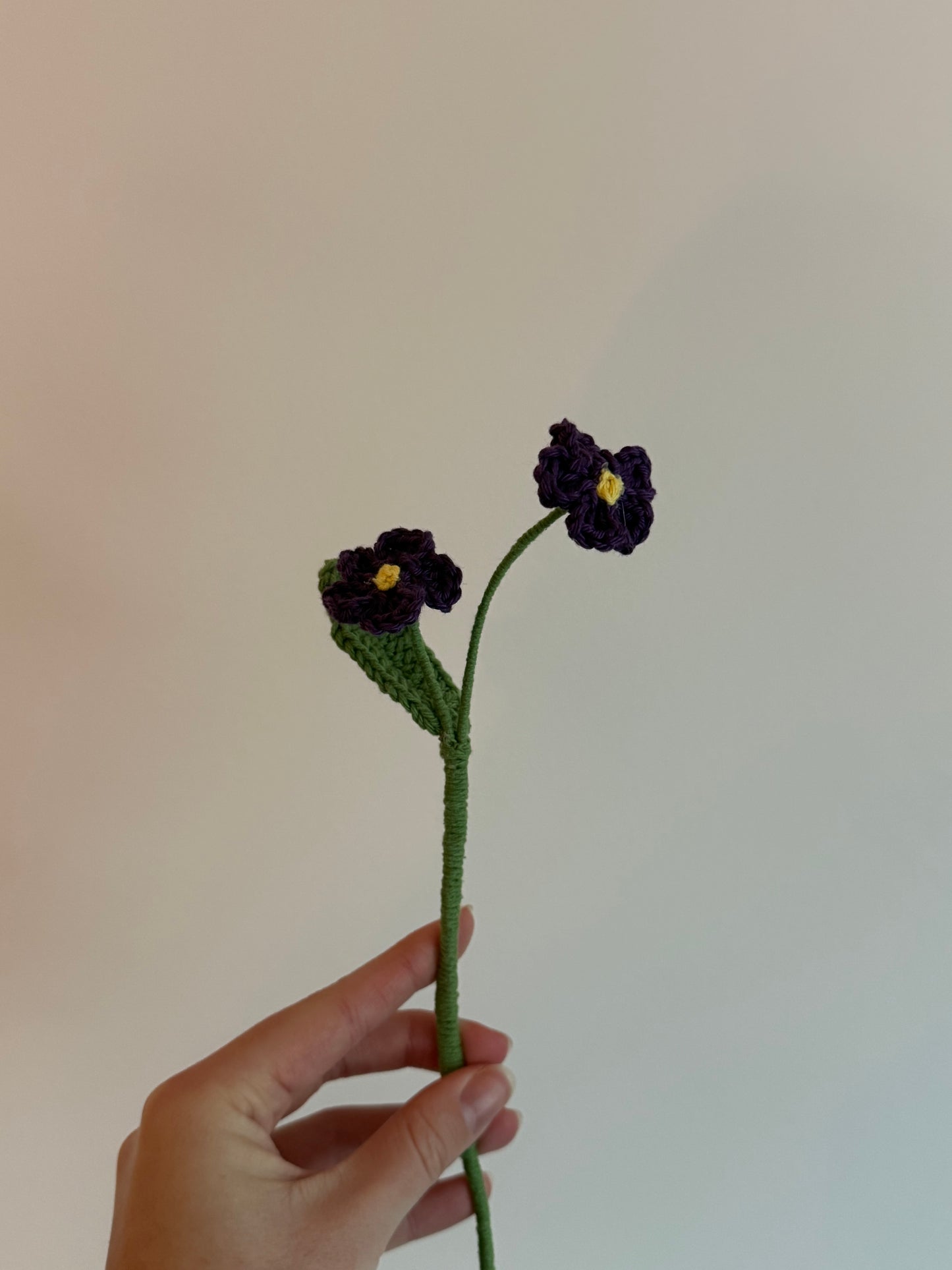 La myosotis