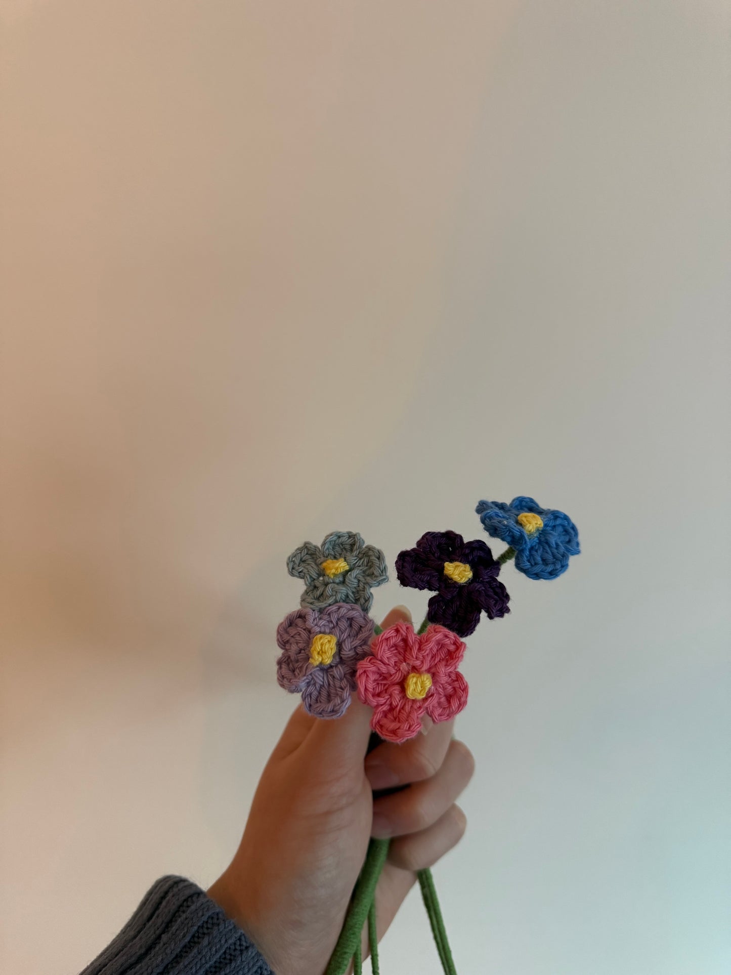 La myosotis