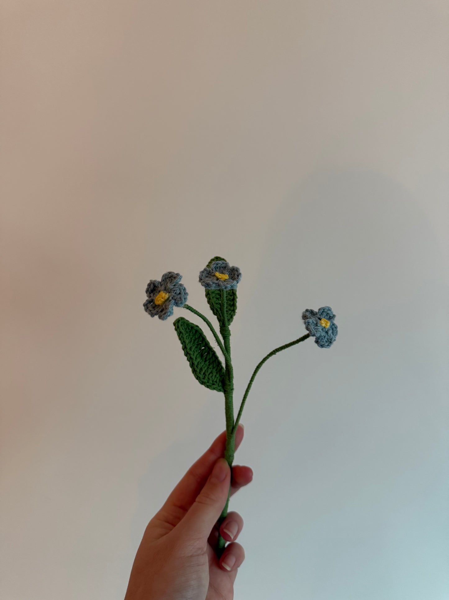 La myosotis