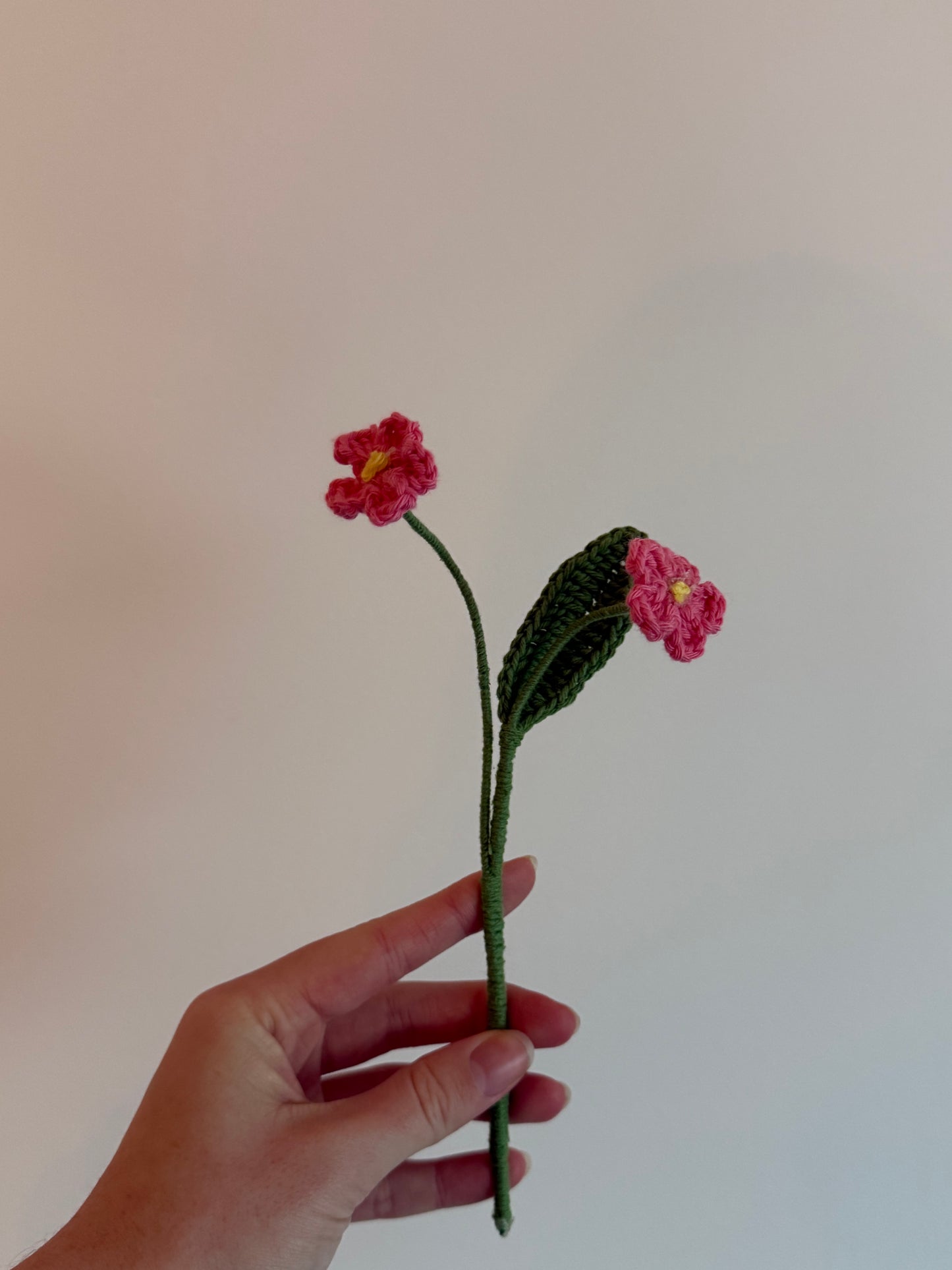 La myosotis